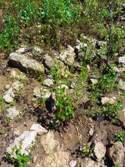 Phacelia viscida albiflora
