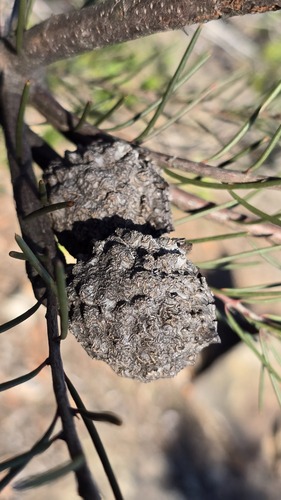 Hakea propinqua, photograph 2