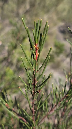 Hakea propinqua