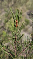 Hakea propinqua