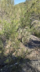 Hakea propinqua, photograph (c) Petra Holland, some rights reserved (CC BY)