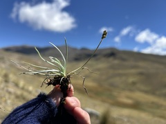 Plantago sericea