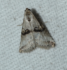 Zebeeba falsalis