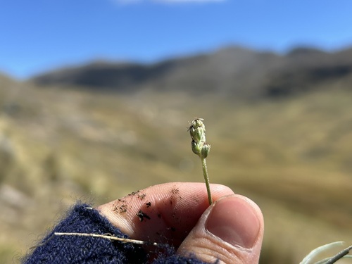 Plantago sericea, photograph 1