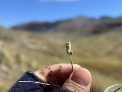 Plantago sericea, photograph (c) Staci Oré, some rights reserved (CC BY)