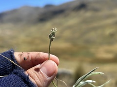 Plantago sericea, photograph (c) Staci Oré, some rights reserved (CC BY)
