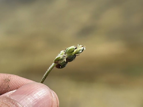 Plantago sericea, photograph 3