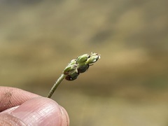 Plantago sericea, photograph (c) Staci Oré, some rights reserved (CC BY)