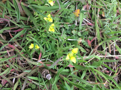 Ceratocephala testiculata