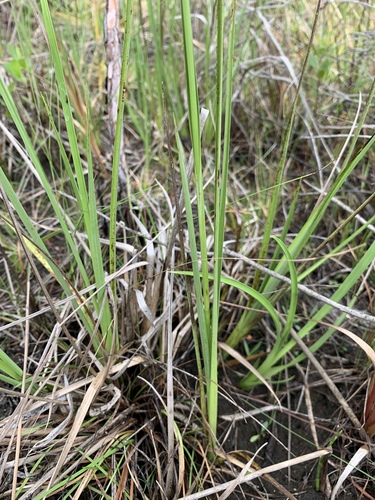 Rhynchospora latifolia image