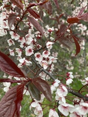 Prunus cistena