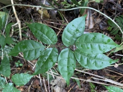 Dacryodes excelsa