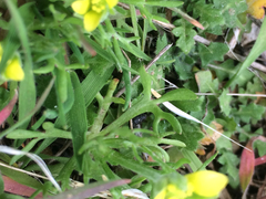 Ceratocephala testiculata