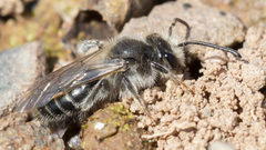 Andrena erythronii