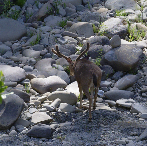 iNaturalist observation photo of Mule Deer