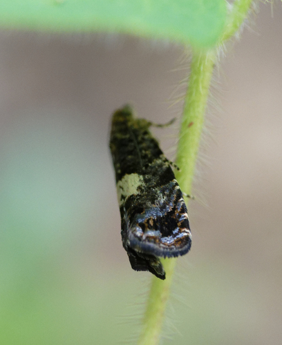 iNaturalist observation photo of Olethreutine Leafroller Moths