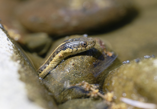 iNaturalist observation photo of Aquatic Garter Snake