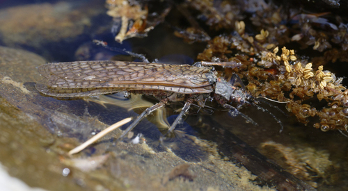 iNaturalist observation photo of California Giant Stonefly