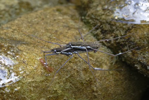 iNaturalist observation photo of North American Common Water Strider