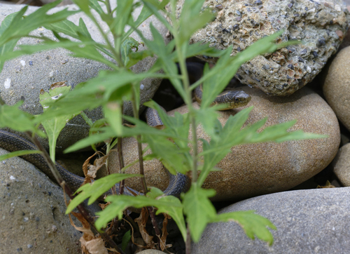 iNaturalist observation photo of Aquatic Garter Snake