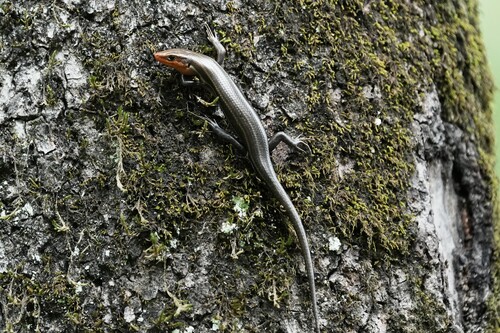 Common Five-lined Skink