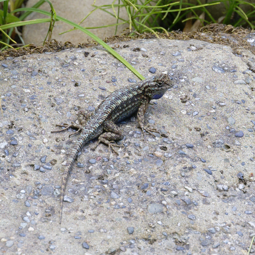 iNaturalist observation photo of Western Fence Lizard