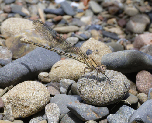 iNaturalist observation photo of Emma's Dancer