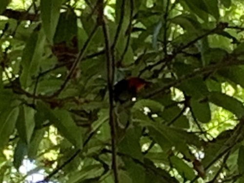Cardinal Myzomela (Myzomela cardinalis), photo 2