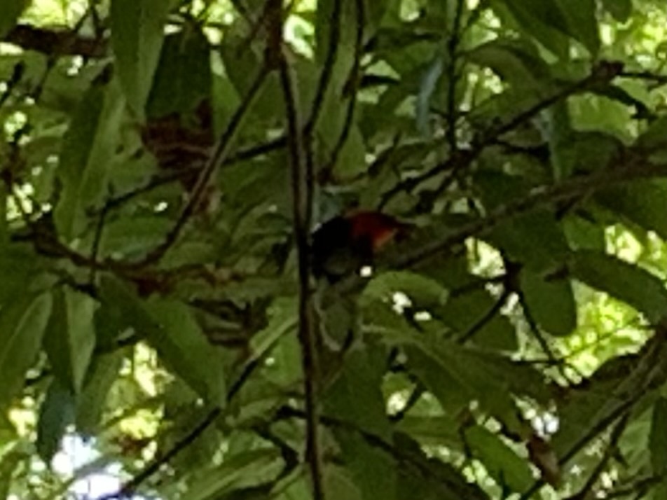 Cardinal Myzomela (Myzomela cardinalis), photo 2
