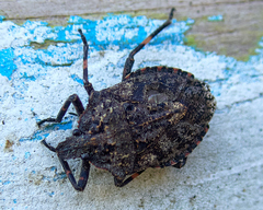 Brochymena affinis