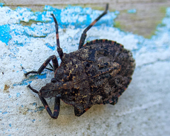Brochymena affinis