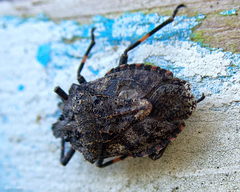Brochymena affinis