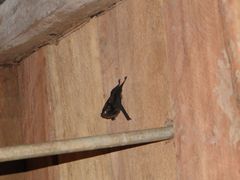 Emballonuridae