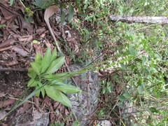 Kionophyton seminuda