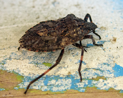Brochymena affinis