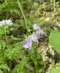 Phacelia dubia