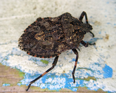 Brochymena affinis