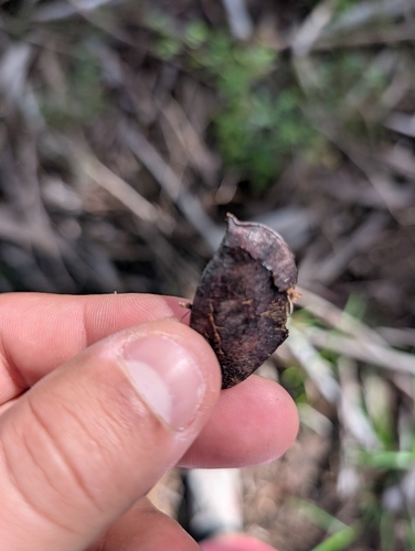 Gleditsia aquatica