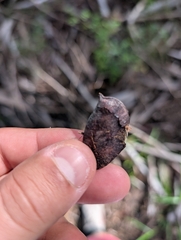 Gleditsia aquatica