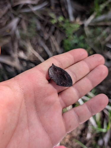 Gleditsia aquatica, photograph 3
