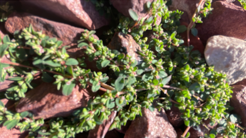 Thymeleaf Sandmat