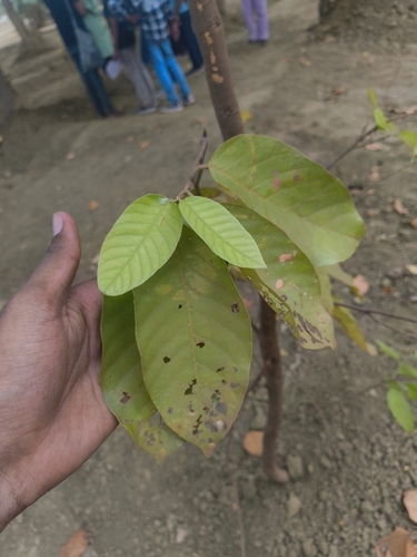 Shorea robusta observed 2026-06-08