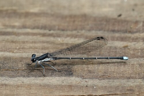 Blue-tipped Dancer