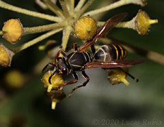 Polistes cinerascens