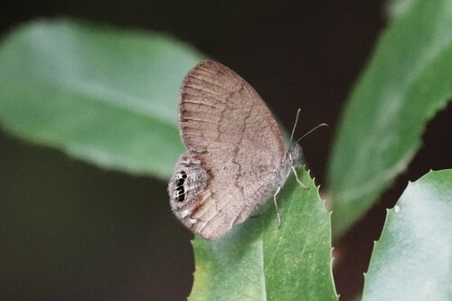 Eastern Gemmed-Satyr