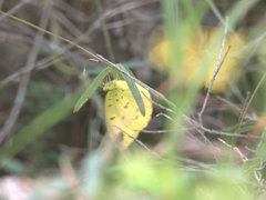 Catopsilia gorgophone