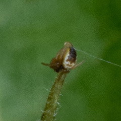Araneoidea