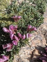 Trifolium nanum, photograph (c) Corin, some rights reserved (CC BY)