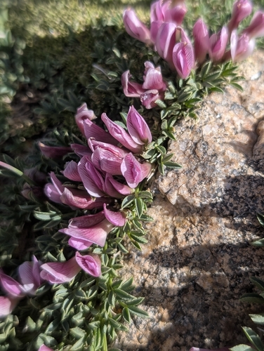 Trifolium nanum, photograph 6