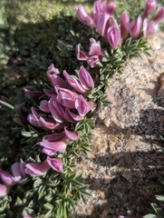 Trifolium nanum, photograph (c) Corin, some rights reserved (CC BY)